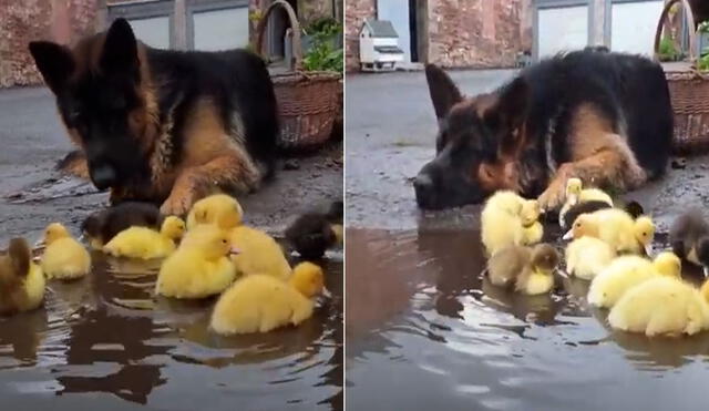 Este perrito se recuesta al lado de los patos  mientras estos se divierten en el fango. Foto: captura de YouTube