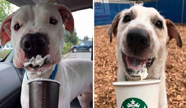 Molly Clark puso en marcha un emotivo plan para ayudar a los perros que son rescatados de la calle y no encuentra un hogar. Foto: Kitsap Humane Society/ Instagram