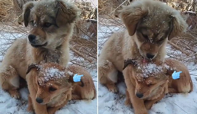 La canina trata de aplacar el frío de su cachorro y le ofrece unas caricias bajo en medio de la nieve. Foto: captura de TikTok