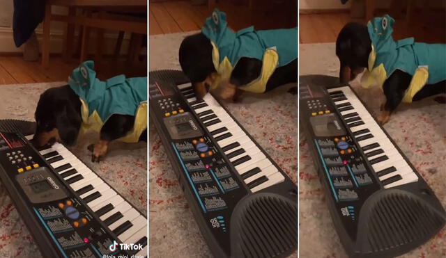 El can comenzó a jugar con las teclas del instrumento y protagonizó una graciosa escena que ya es viral en redes sociales. Foto: captura de TikTok