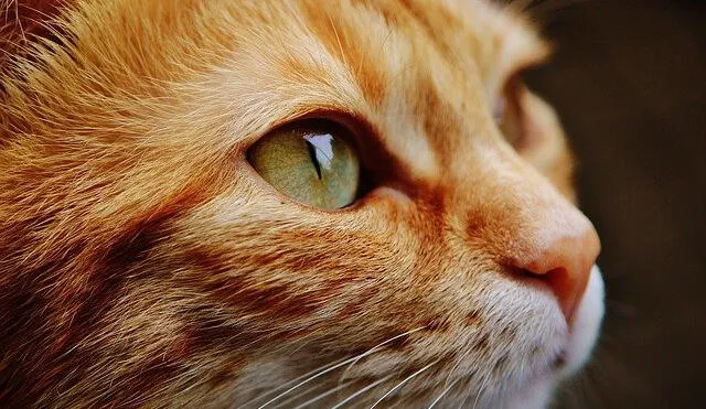 Un estudio indica que existen 20 millones de gatos en Australia. Foto: referencial/pixabay