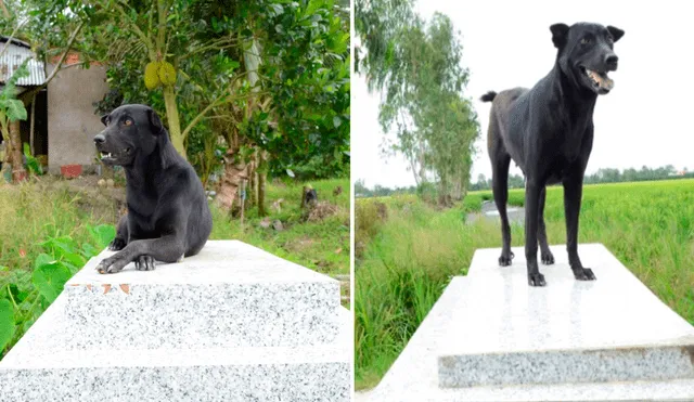 La perrita aún espera reencontrarse con su dueño que falleció hace cuatro años en Vietnam. Foto: captura de Facebook