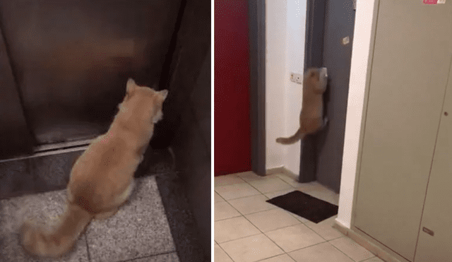 El gatito sorprendió a más de uno por su rápida forma para abrir la puerta del departamento de su vecino. Foto: captura de Facebook
