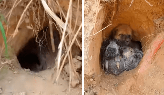 El can y las aves vivían en el más completo abandono en una estrecha cueva. Foto: captura de Facebook