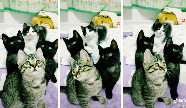 Los gatitos han llamado la atención de los seguidores de redes sociales por su estilo al escuchar el tema. Foto: captura de TikTok