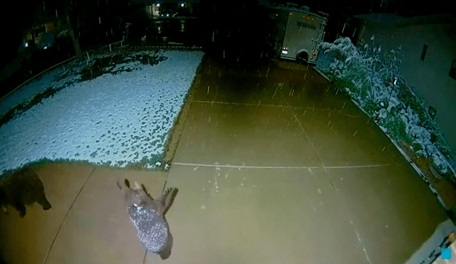 Mira la tierna escenas del oso bebé al ver la nieve por primera vez. Foto: captura de Facebook
