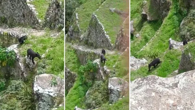Avistamiento de osos en la llaqta de Machu Picchu. Foto: captura video DDCC