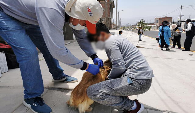 Vacunaron a 146 perros en la zona donde detectaron caso positivo. Foto: Geresa