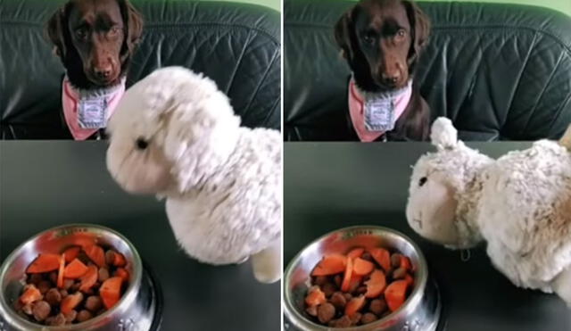 El can observó el 'daño' que le hizo la comida a un peluche y automáticamente tiró el bocado que tenía en la boca. Foto: captura de YouTube