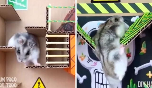 Algunas de las pruebas superadas por este tierno roedor. Foto: captura de TikTok / @updt_tiktok