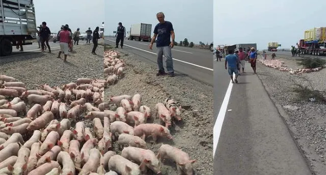 Tras el vuelco del tráiler, los cerdos quedaron a la intemperie frente a la playa “El Socorro”. Foto: Lego Noticias.