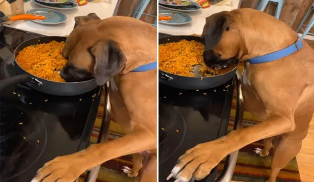 Este 'hambriento' perro hizo reír a miles en las redes sociales con su irreverente travesura. Foto: captura de YouTube