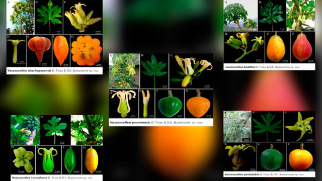 Variedades de papayas descubiertas en la región Amazonas. Fotos: UNTRM.