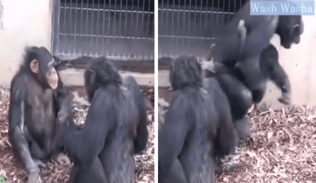 Los chimpancés reaccionaron inmediatamente al ver que su bebé estaba en peligro. Foto: captura de TikTok