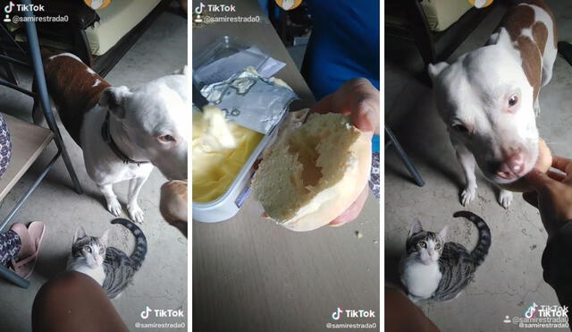 Así es como más le gusta comer el pan a este perrito. Foto: captura de TikTok / @samirestrada0
