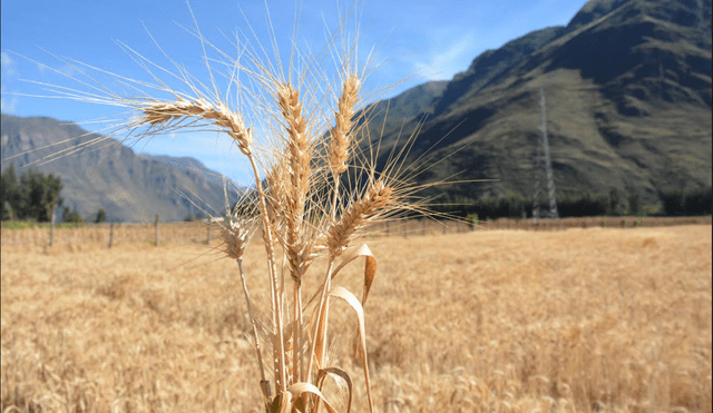 INIA presentó nueva variedad de trigo. Foto: Midagri