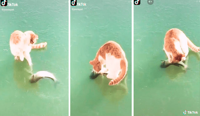 El gato trató de llevarse el pez sin notar que todo era parte de una broma. Foto: captura de TikTok
