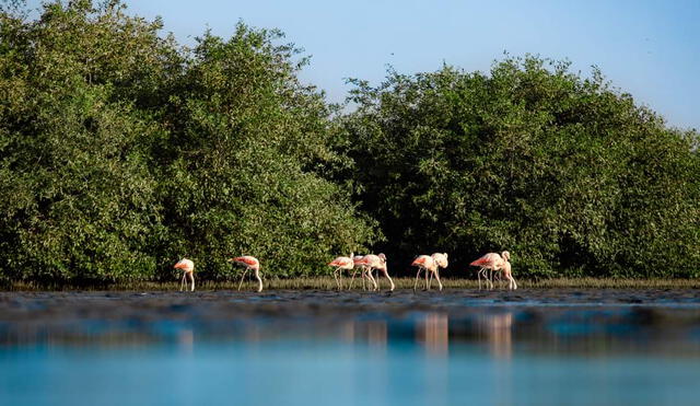 Los manglares de San Pedro son los más conocidos de Vice. Foto: Municipalidad de Vice