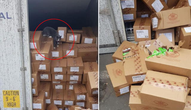 El minino sorprendió a los trabajadores de la empresa al ser visto en medio de las cajas de golosinas. Foto: Star Shine Shipping LTD / Facebook