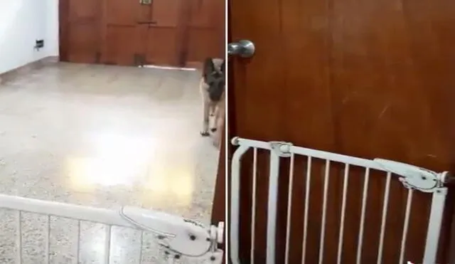 La canina dejó sin palabras a su dueña cuando lanzó la puerta y la escena se hizo viral en redes sociales. Foto: captura de TikTok