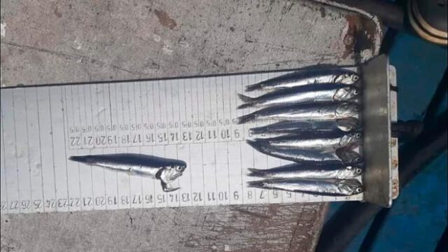 Gremios pesqueros piden poner fin a la segunda temporada de pesca de anchoveta. Foto: difusión.
