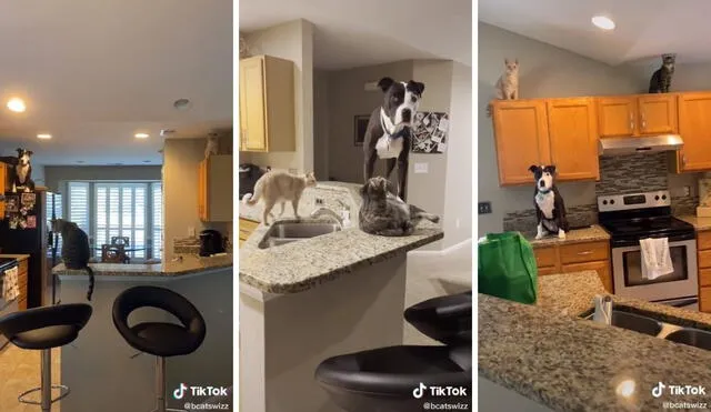 Así recorre el pitbull lo distintos rincones de la casa, como si fuera un gato. Foto: captura de TikTok / @bcatswizz