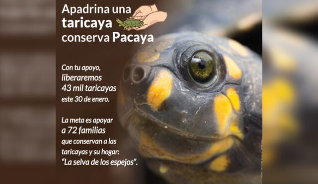 Ciudadanos pueden donar cuatro soles para contribuir con conservación de las taricayas en Pacaya Samiria. Foto: Sernanp