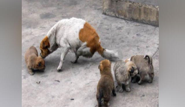 Pese a que la canina fue abandonada a su suerte, supo cuidar de sus cachorros. Foto: Quirky China News