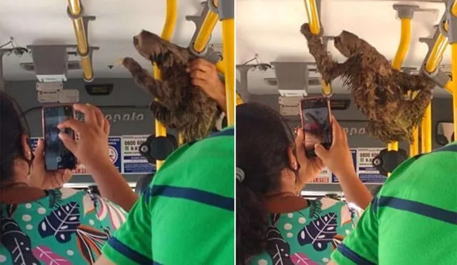 El animal se convirtió en el centro de atención del autobús y los pasajeros no dejaron de observarlo. Foto: The Dodo