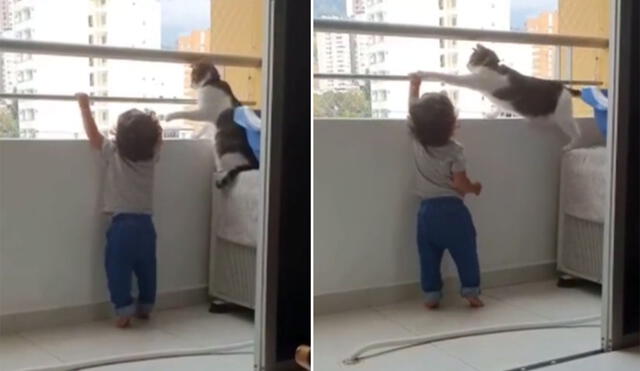 El felino se percató de que el pequeño niño podía correr peligro al acercarse al balcón y le cogió la mano para que le haga caso. Foto: captura de Facebook