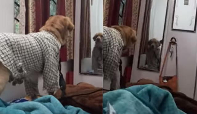 La dueña de este perrito compartió el video en sus redes sociales y la escena no tardó en volverse tendencia. Foto: captura de YouTube