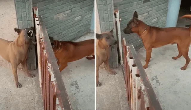 Intentan agredirse cuando los separa una reja. Al momento de abrir la cerca se ven como dos tiernos cachorros. Foto: captura de YouTube