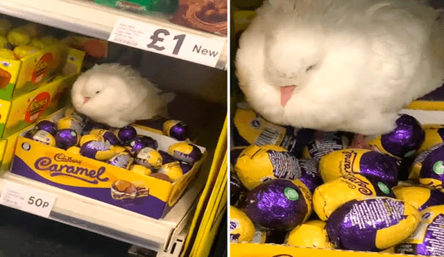 La paloma sorprendió a un cliente del supermercado al encontrarla anidando sobre una caja de chocolates. Foto: captura de YouTube