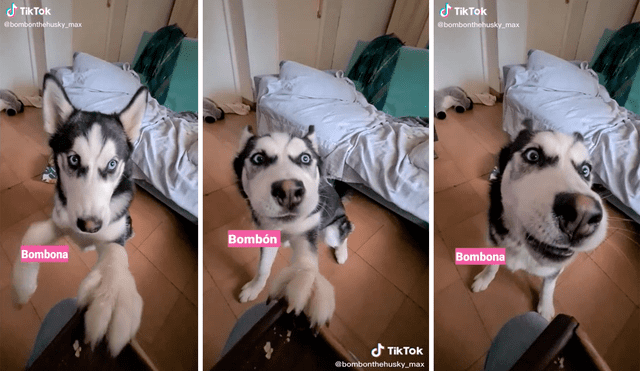 El perro se molesta cuando oye el nombre Bombona. Foto: captura de TikTok