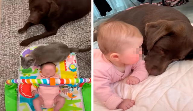 Una mujer terminó sorprendida con la reacción de su gato y perros tras conocer a su bebé por primera vez. Foto: captura de Facebook