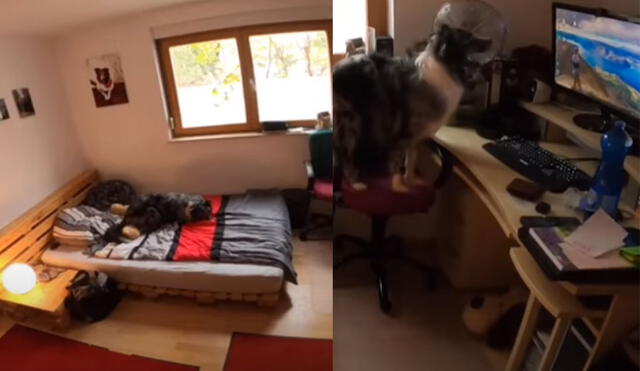 El can fue captado mientras hacía de las suyas en la habitación de su dueño y la grabación se hizo viral. Foto: captura de YouTube