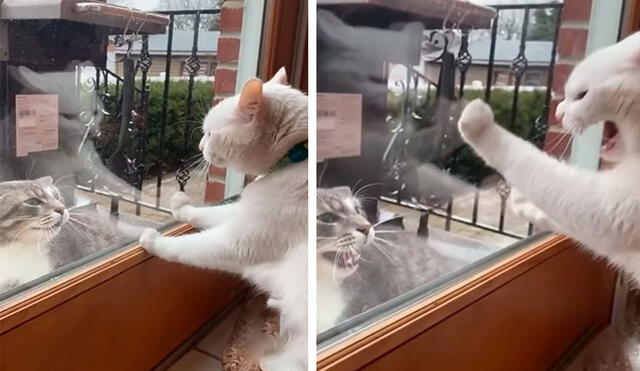 Un gato trató de ahuyentar de forma furiosa a un travieso felino que invadió el patio de su vivienda para buscar comida. Foto: captura de Facebook
