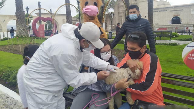 Inmunización de canes se concretó durante varias semanas. Foto: Municipalidad de Yanahuara.