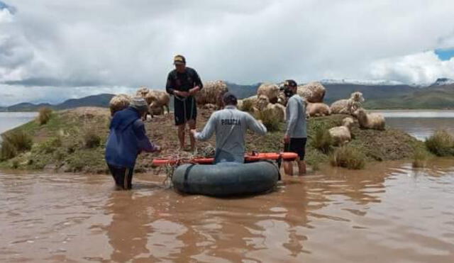 Policías y comuneros realizaron labores de rescate del ganado. Foto: PNP