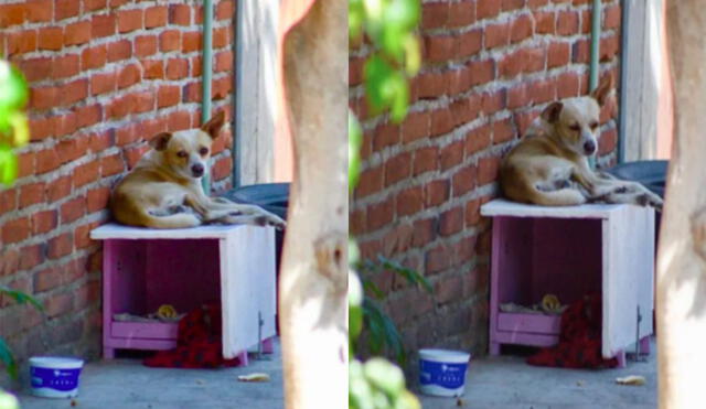 El pequeño Pinky ahora tiene un nuevo hogar en donde dormir. Foto: Diario de Morelos