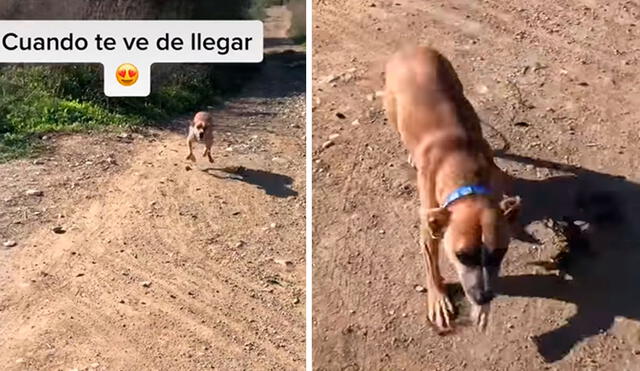 Una perrita corrió con todas sus fuerzas para darle el encuentro a su dueña, quien regresó a su vivienda. Foto: captura de TikTok