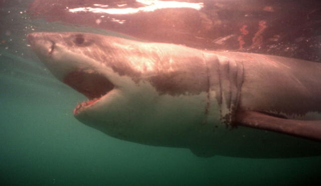 Los tiburones y las rayas son especies que crecen lentamente y se reproducen poco. Foto: AFP