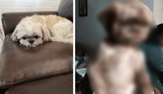 El dueño dejó al perro en la peluquería y al recogerlo, se llevó una gran sorpresa. Foto: captura de Facebook