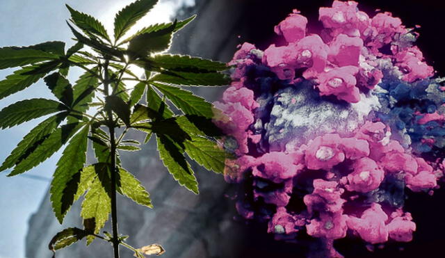 COVID-19. Los investigadores aclararon que las cepas de cannabis utilizadas en el estudio fueron creadas en laboratorio y no pueden comprarse en ninguna parte. Foto: composición AFP