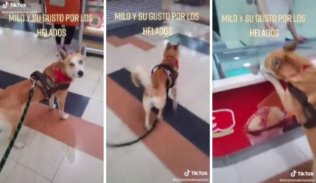 El pequeño se sabía bien la ruta hasta la tienda de helados. Foto: captura de TikTok, @elranchodemancho