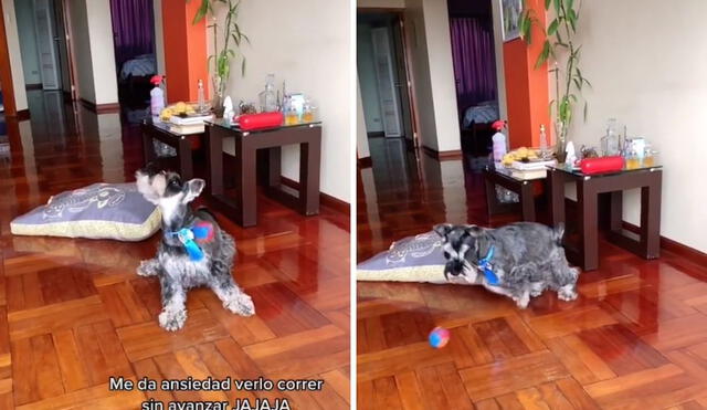 El perrito, desesperado por llegar, pero sin avanzar. Foto: captura de TikTok / @claudiaalburquerq1