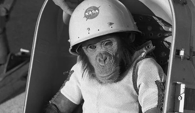 Ham fue lanzado al espacio en 1961. Foto: NASA