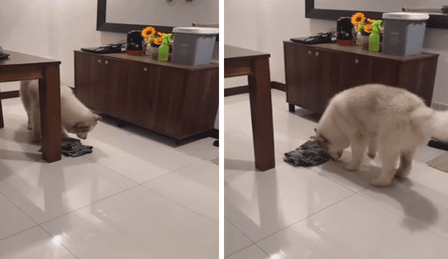 La mascota toma un trapo para limpiar su casa. Foto: captura de Facebook
