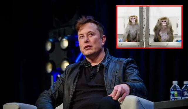 Musk cree que los seres humanos deben fusionarse con la inteligencia artificial. Por ahora, Neuralink trabaja con animales. Foto: referencial/ composición LR / ABC / Universidad de Wisconsin