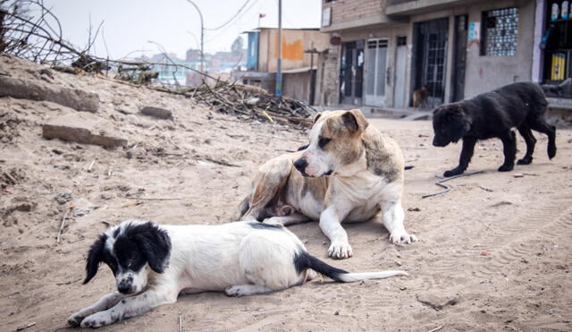 Malos dueños mantienen a sus mascotas en las calles o sin vacunar. Foto: John Reyes/La República